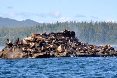Port Renfrew whale watching and wildlife tour